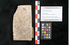 Foto (Objekt + Etikett) von Carpinus betuloides Unger (NHMW-GEO-2024-0188-8118)